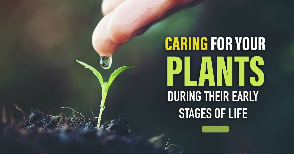 Caring for your plants during their early stages of life